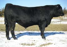 4 Dam s Sire: Bon View New Design 1407 0 44 89 32 Added muscle and excellent carcass quality for topping the grid and CAB pricing!