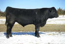 and sire. He should sire excellent females. Lot 16 GRF Foresight 7814 BD: 01/21/07 HZ Black 91 669 1202 36.2 12.6 44.