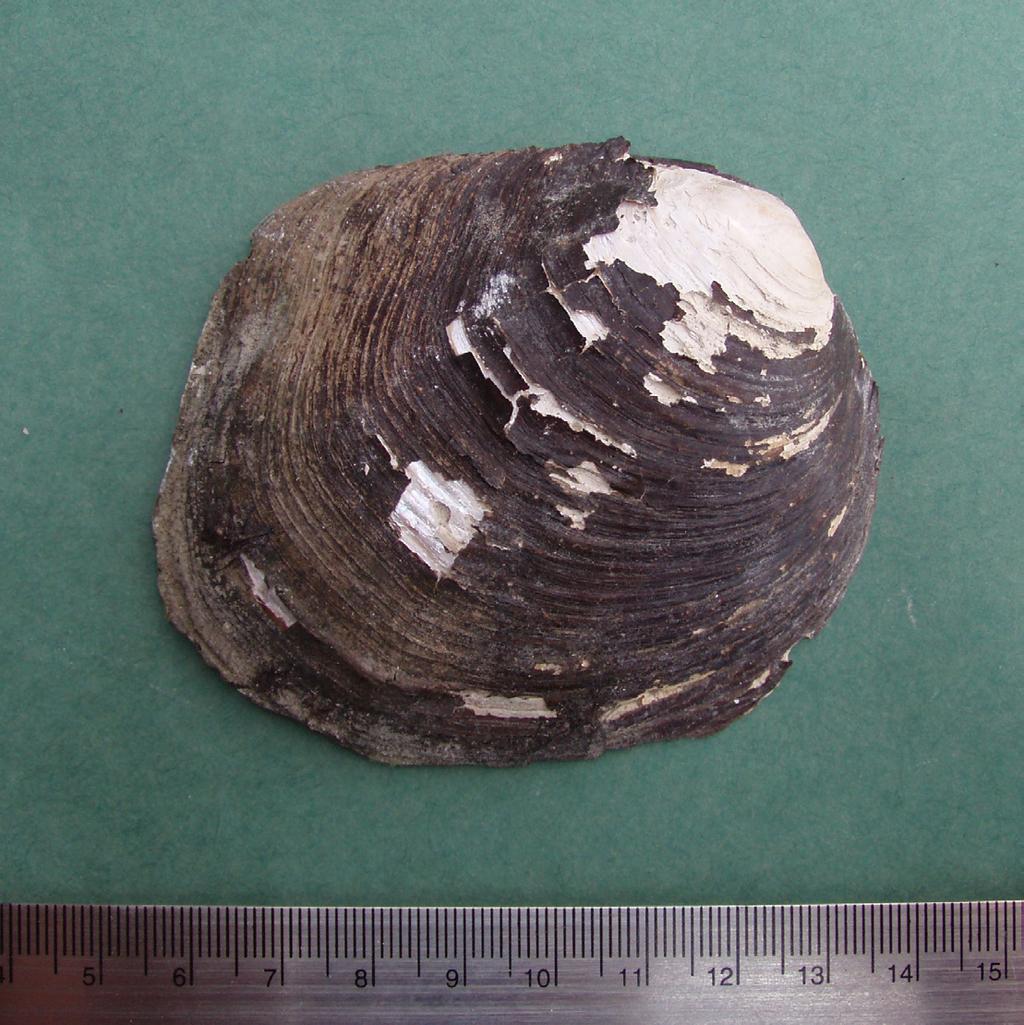 Point, Lake St. Clair. Scale is in centimeters. Photo by Peter Badra. Figure 5.