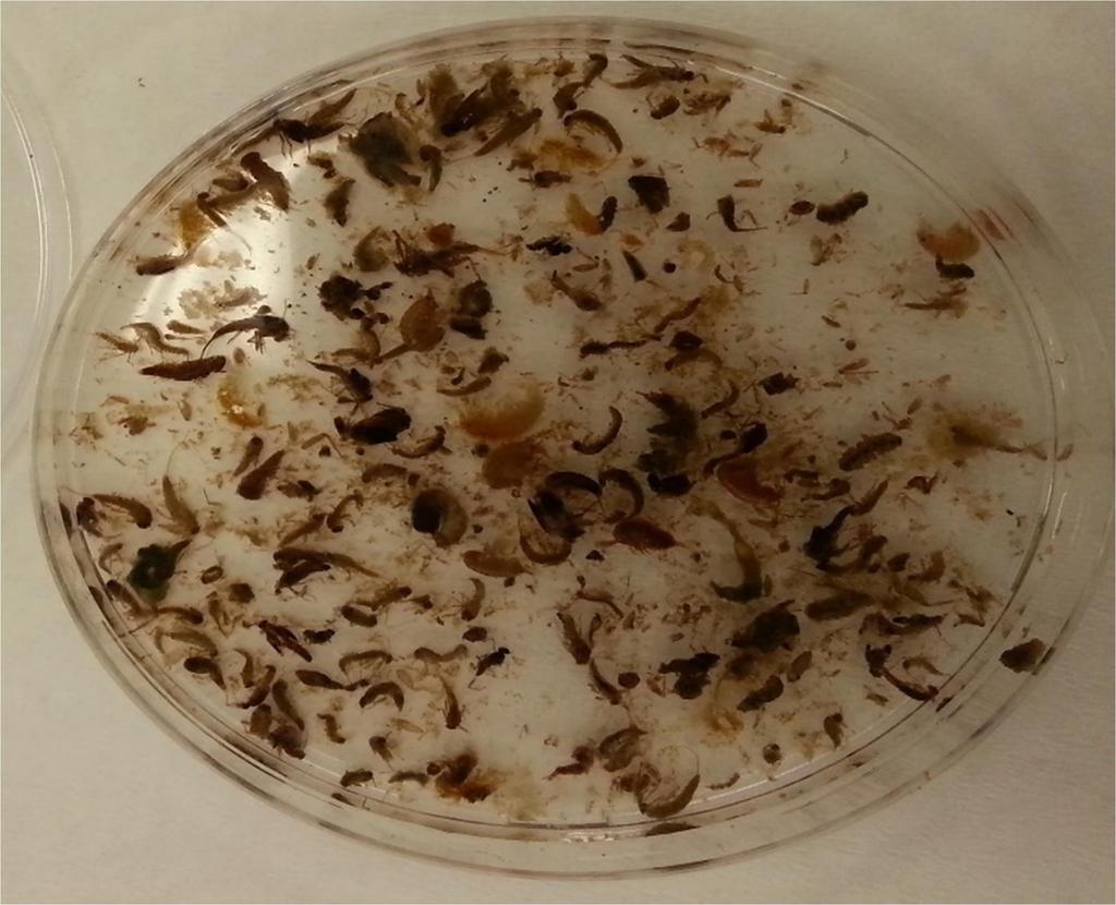 Figure 2. Stomach contents of S. t. macrostigma in Karasu River. During the study, 142 individual preys were counted from 72 S. t. macrostigma examined and their total wet weight was 21.03 g.