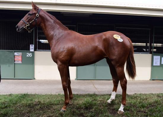 HORSES AVAILABLE Wicked Style x Zerotami Filly An attractive and strong chestnut filly that really fits the mould. She is athletic, elegant, moves well and Chris believes she was a very good buy.