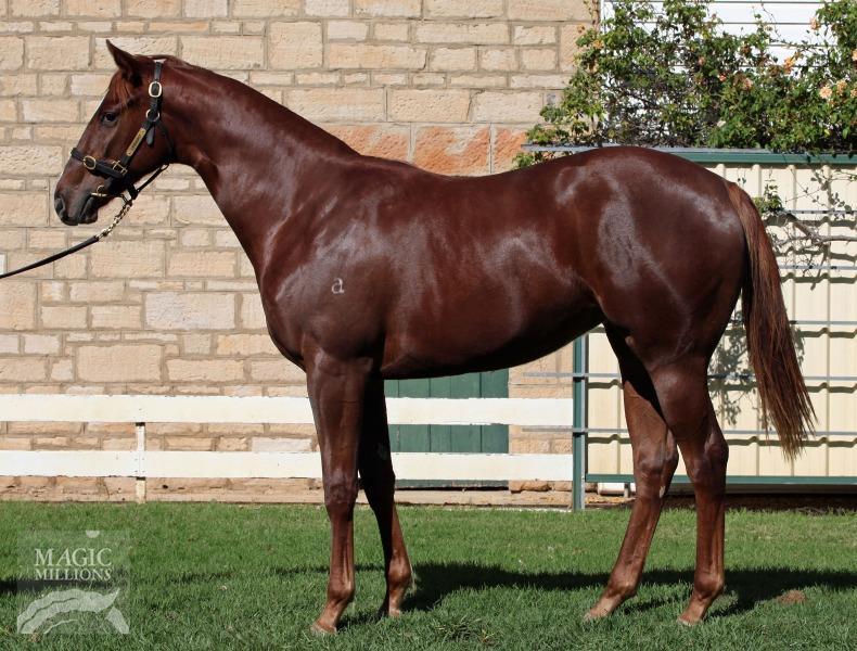 HORSES AVAILABLE (cont d) Written Tycoon x Verkko Filly Chris has said that when he first saw her she looked a very strong type and had a good walk on her. A very athletic type of filly.