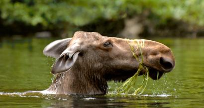ADULT FEMALE MOOSE LICENCE The 2012-2019 Moose Management Plan, in accordance with current regulations, authorizes the issuing of Adult Female Moose Special Licences specific to wildlife reserves and