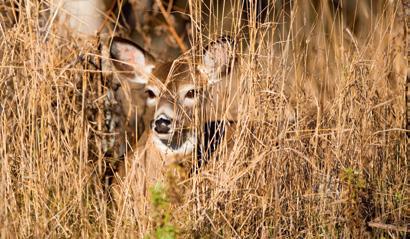 ANTLERLESS DEER LICENCES In 2017, the Ministère des Forêts, de la Faune et des Parcs will allow the allocation of 28 900 (estimate) Antlerless Deer Licences by random draw.