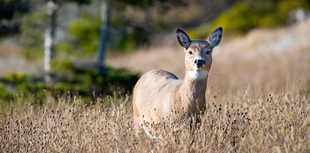 1 ST KILLING ANTLERLESS DEER LICENCES (double harvest) In 2017, the Ministère des Forêts, de la Faune et des Parcs allows the allocation of 15 500 (estimate) 1 st Killing Antlerless Deer Hunting