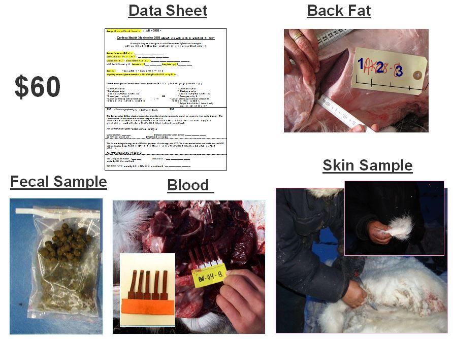 Baffin Island Caribou Consultations, 2012 Sample kits are pre-made and contain a data sheet plus materials for the collection of 1) a backfat measurement, 2) a fecal sample, 3) a blood sample, and 4)
