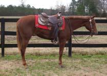 85 PERFECT EXECUTION Winnie The Tiger Doc O Mos MOS N PASSER Passers Bay Be MOSTLY ZIPPIN DOC Consigned by: Morrisville College Foundation 2004 Bay Gelding AQHA #4593819 Zippo Pat Bars Dollie Pine