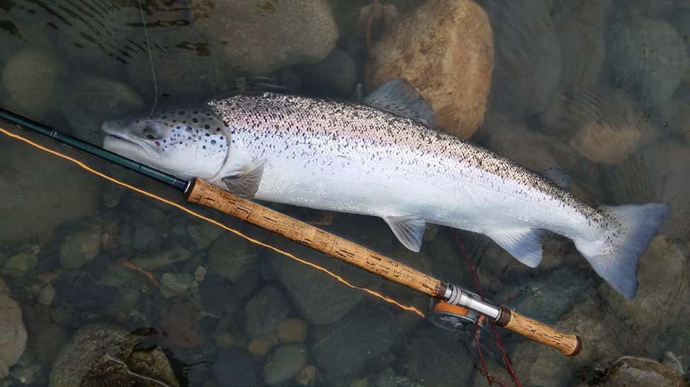 Whatever your thoughts are about catching these fish, the presence of farm raised, genetically altered Atlantic Salmon in the Salish Sea and tributaries creates serious concern.