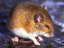 H - White-footed mouse ANSWERS TO WHAT S MY NAME dreamstime.