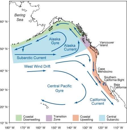 To understand copepod ecology, you need to know about ocean circulation because: 1. Subarctic Coastal Currents bring cold water and large lipid-rich northern copepod species to the N.