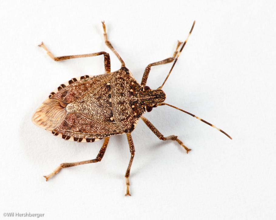 Season-Long Patterns of Attraction of Brown Marmorated Stink Bug to Pheromone Lures and Light Traps in Orchard Agroecosystems