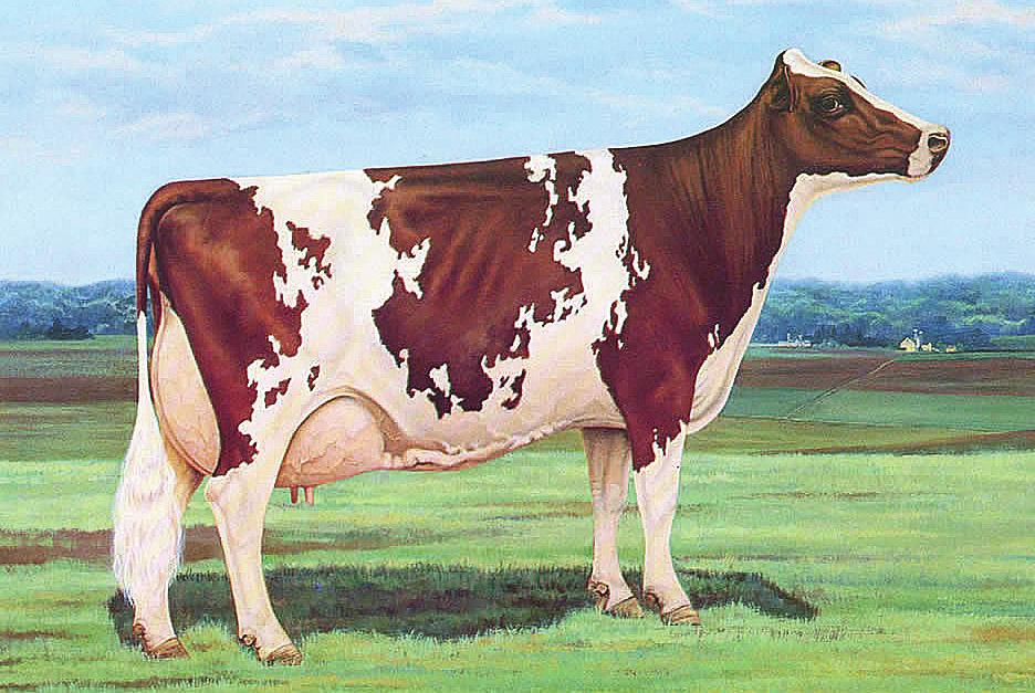 html Ayrshire Strong and robust, showing constitution and vigor, symmetry, style, and balance throughout, and characterized by strongly attached, evenly balanced, well-shaped udder.