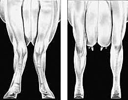 When walking naturally, the stride should be long and fluid with rear feet nearly replacing the front feet. 2. Rear legs, side view (fig.