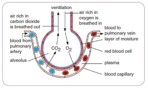 The steep concentration gradient results in diffusion of oxygen from the air in the alveoli to the blood capillaries.