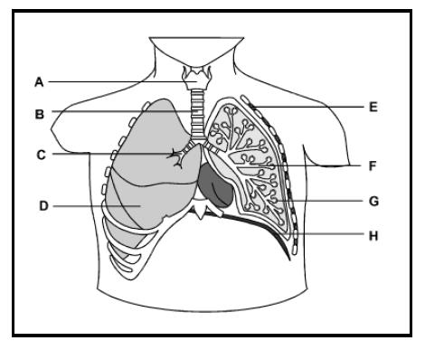Question 3 Which of the following does not occur during inhalation in a human? A. Pressure within the thoracic cavity increases B. The lungs expand. C. The diaphragm contracts. D.