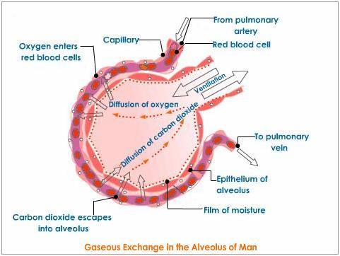Gaseous Exchange at Lung Surface Gaseous Exchange at Tissue Level Transport of Gases in the Blood Oxygen Small portion dissolves in the blood plasma Most oxygen combines with haemoglobin to form