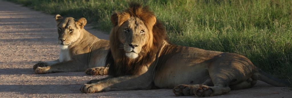Lion sexes No differences between lion sexes Surprising
