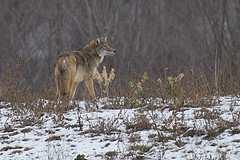 Coyotes in Mississauga History of Coyotes in Mississauga,
