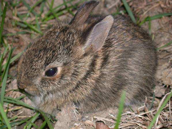 Rodent & Rabbit Populations