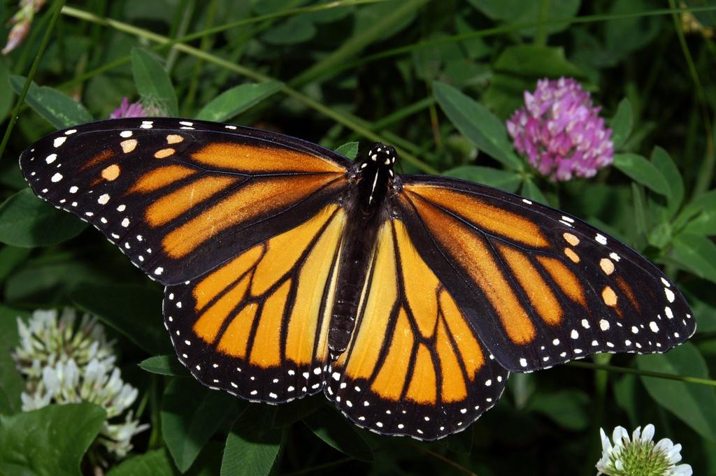 Monarch Butterflies Decline to Dangerously Low Levels (Continued from Previous Page) Monarchs lay eggs on milkweed and feed on milkweed as caterpillars.
