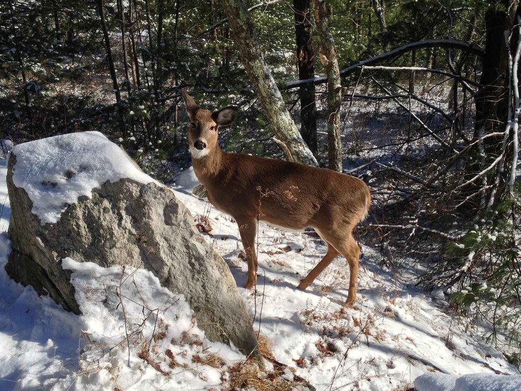 New Deer Hunting Regulations Effective in 2016 Photo by VTFWD The Vermont Fish & Wildlife Department says several changes in Vermont s deer hunting regulations will become effective in 2016.