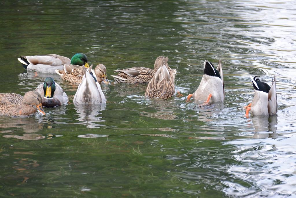 Waterfowl Meetings Aug 4, Whitehall, NY Aug 5, Essex, VT Public meetings on the status of waterfowl populations and waterfowl hunting seasons for the State of Vermont and Lake Champlain zone in New