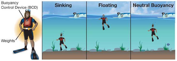 5.2 Density and Buoyancy A scuba diver uses a buoyancy control