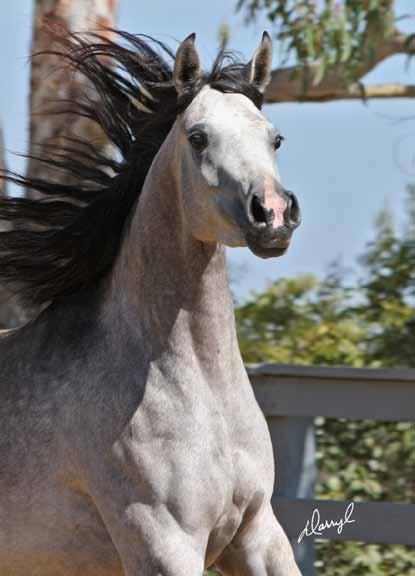 - BINT SAROUKH SMF by Ali Saroukh, AHR*624722 16 Apr 2006 Mare Grey Owned by Eternity Arabians and in use for Dressage along with breeding.