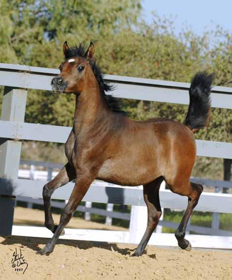 by Ali Saroukh AHR*653949 19 Jul 2011 Mare Grey Owned by SMF The physical attributes of Dance Diva are as follows; she is a white mare now with a very distinctive head that is short, dry, refined,