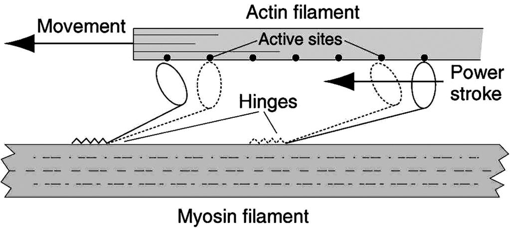 core of the myosin filament are the tails of myosin molecules, which are bundled together to form the body of the filament.