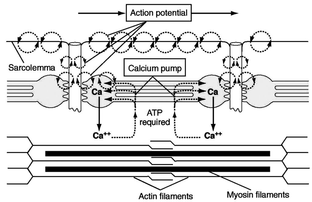 Once the sarcoplasmic reticulum membrane is depolarized by the action potential, a release of calcium occurs due to the opening of voltage-gated calcium channels.