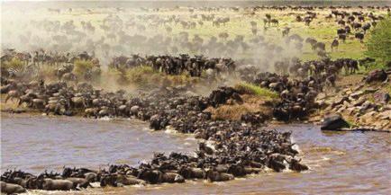 African Safari - 2016 August 26 We ll be exploring the outskirts of Amboseli in search of the big elephants, and of course whatever else may come our way.