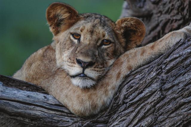 African Safari - 2016 September 1 We ll have a final game drive in the early morning and look for