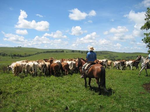 The route is up and down, over rolling hills, with trots and canters, river crossings and through valleys with waterfalls. Stop for lunch at Fazenda Dona Vera.