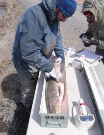 Live-wells were filled with water at the USFWS Tule Lake Wildlife Refuge field office located on Hill Road. Salt and fish slime were added according to Reclamation s directions.
