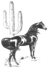 Southern Arizona Arabian Horse Association 120 S Houghton #138 313 Tucson AZ 85748 www.