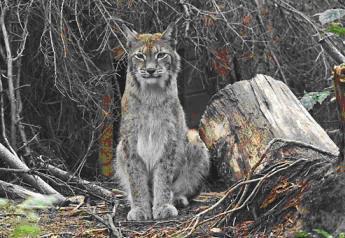 Our nearest goal is to establish the Information Centre and Lynx Breeding and Reintroduction Centre. Information Centre will implement the major principles of nature tourism, esp.