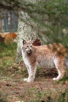 The most attractive object is Lynx enclosures (55% of