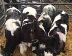 Strong blue roaned coloured quality calves ideal for calf
