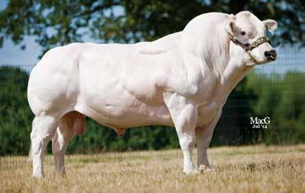 2 Easier Gestation Length (d) Longer 285 284 Shorter Calf