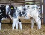 Progeny are easily born and grow into quality cattle.