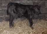 33 Progeny develop quickly with good loins - for use on cows only.