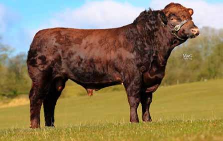 Beef Shorthorn 21 Rothesay Eildon E238 (P) Sire: Tofts Landlord B1261 (P) Dam: Dunsyre Nettle 8th (P) Ear Tag: UK580400