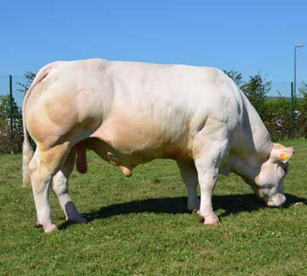 Charolais 23 Golf Sire: Vaudou Dam: Delta Ear Tag: FR4241721964 AI Code: CH4126 UK ONLY 60.55 38.34 22.21 European Cullard sire with a genomic value of 6.6 for Muscle.