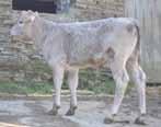 06 SEXED SEMEN First British Charolais sire tested through Beef Visions with