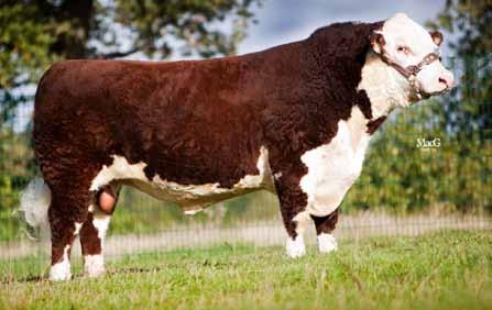 0 Easier Gestation Length (d) Longer 285 282 Shorter Calf Vigour