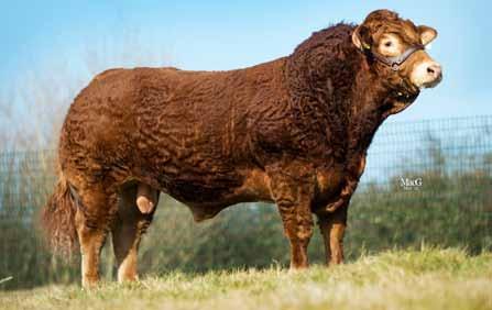 6 Easier Gestation Length (d) Longer 285 287 Shorter Calf Vigour