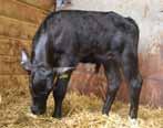 36 MEADOW QUALITY SEXED SEMEN Proven pedigree known for easy calving and