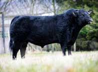 30 COGENT VISIONS BULL Linton Gilbertines Dubliner R970 Sire: Linton Gilbertines Rowan K414 Dam: Linton Gilbertines Duchess Dixy K315 Ear Tag: UK560236 200970 AI Code: AA1500 A bull with length,