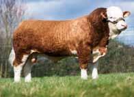 Blackhaugh Titus P466 Sire: Blackhaugh Krocus L086 Dam: Blackhaugh Tibbie K031 Ear Tag: UK562121 401466 AI Code: AA1491 Medium framed bull with great muscle development.